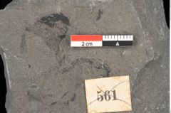 Foto (Detailansicht) von Thaumatopteris muensteri Goeppert (NHMW-GEO-2024-0188-10515)